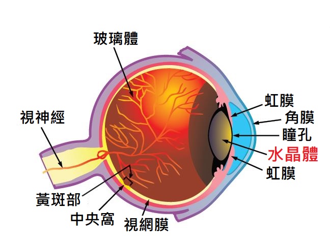 眼睛基本構造圖